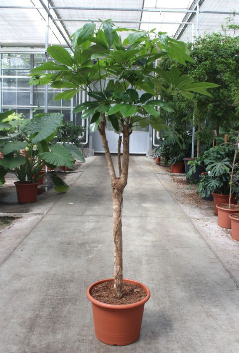 Schefflera actinophylla 'Amate'