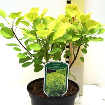 Cotinus coggygria ГОЛДЕН СПИРИТ