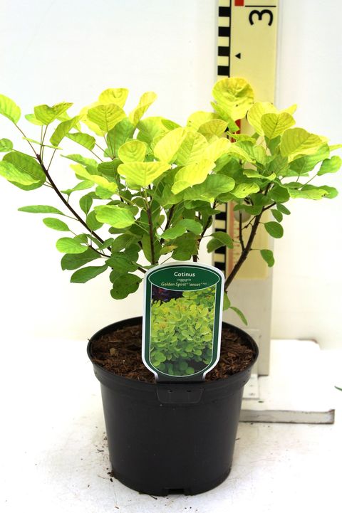 Cotinus coggygria GOLDEN SPIRIT