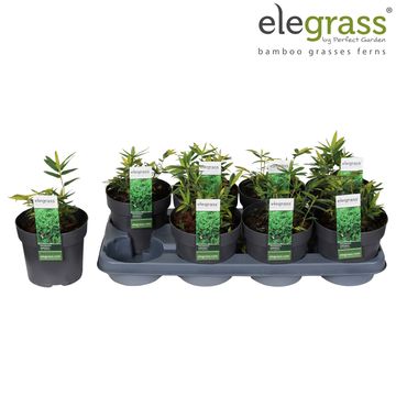 Pleioblastus pygmaeus distichus