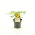 Mahonia eurybracteata 'Soft Caress'