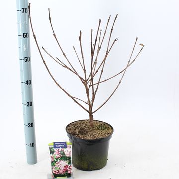 Viburnum carlesii 'Aurora'