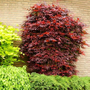 Acer palmatum 'Атропурпуреум'