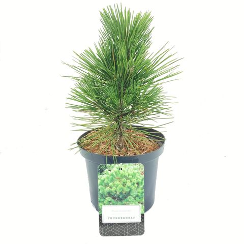 Pinus thunbergii 'Thunderhead'