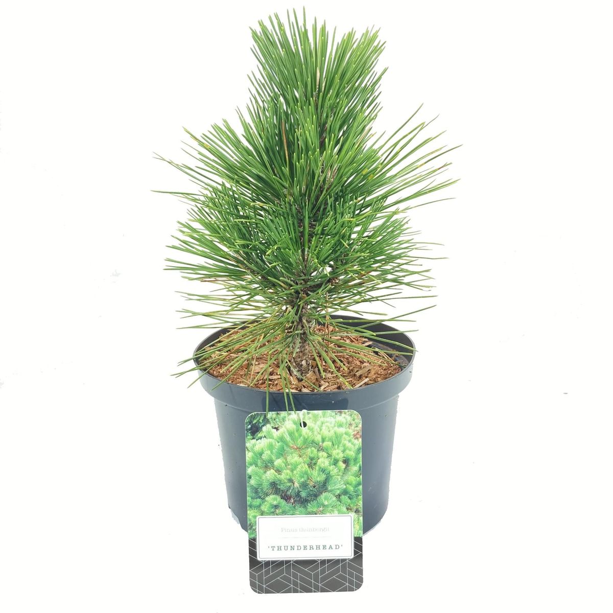 Pinus thunbergii 'Thunderhead' — Plant Wholesale FlorAccess