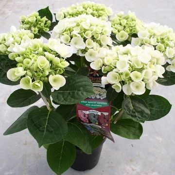 Hydrangea macrophylla HOVARIA HOLIBEL