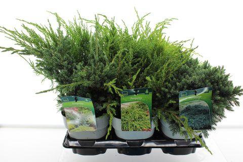 Juniperus MIX