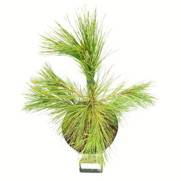 Pinus strobus 'Louie'