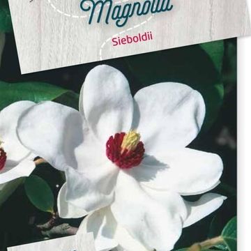 Magnolia sieboldii