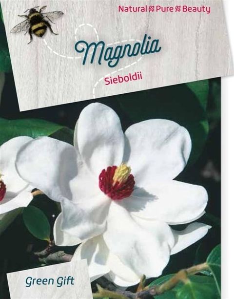 Magnolia sieboldii