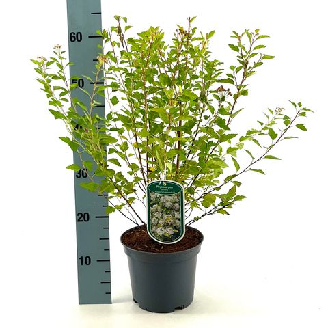 Physocarpus opulifolius RASPBERRY LEMONADE