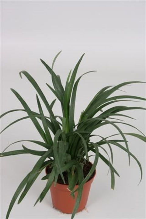 Liriope muscari 'Super Blue'