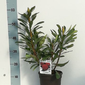 Telopea 'Braidwood Brilliant'