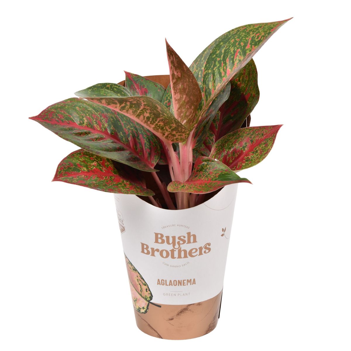 Aglaonema DARK PINK STAR  Plant Wholesale FlorAccess