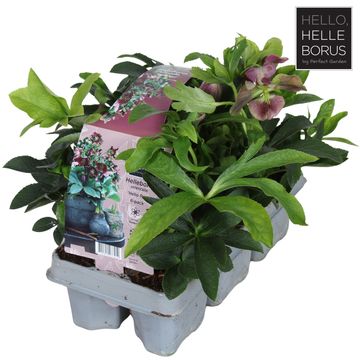 Helleborus orientalis