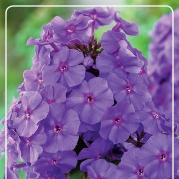 Phlox 'Blue Paradise'