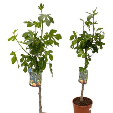 Ficus carica