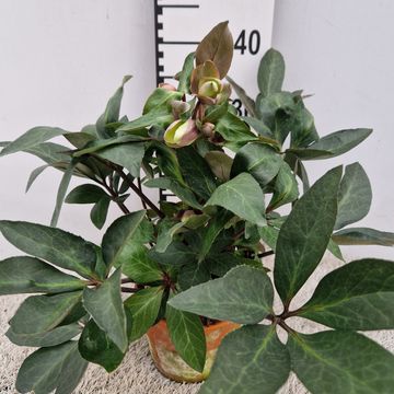 Helleborus x ericsmithii VIV VALERIA