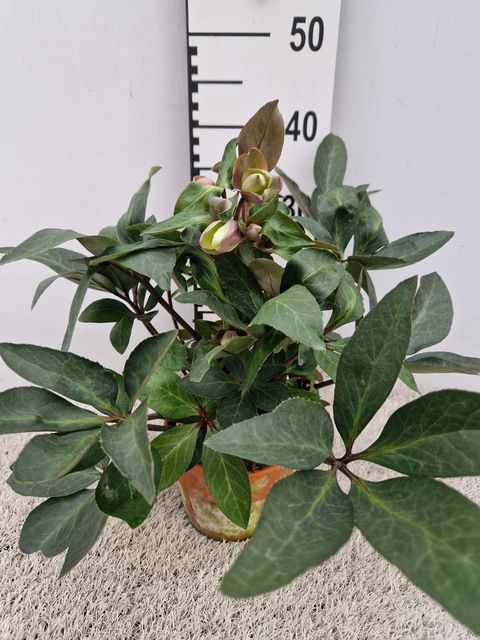 Helleborus x ericsmithii VIV VALERIA