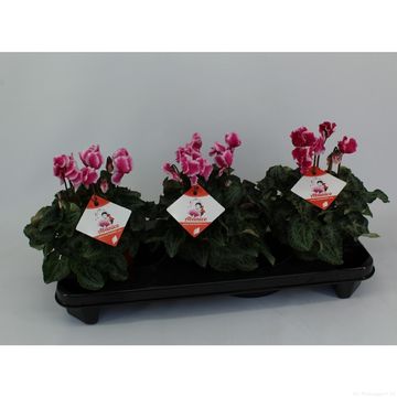 Cyclamen persicum 'Premium Abanico Magenta'