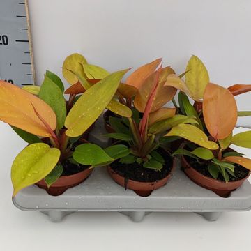 Filodendro 'Sunlight'