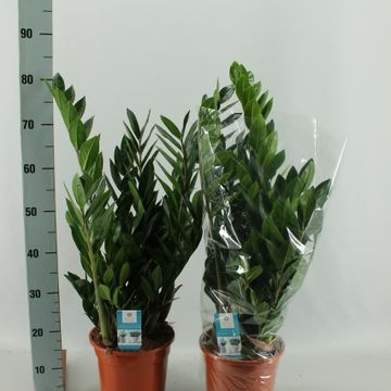 Zamioculcas zamiifolia