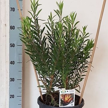 Leucadendron 'Safari Night'