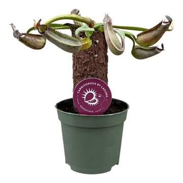 Nepenthes MIX