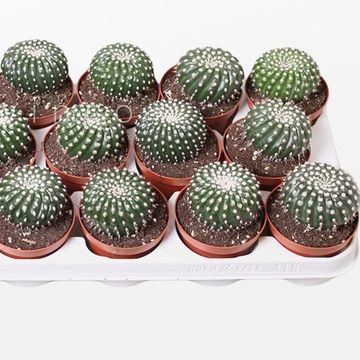 Notocactus uebelmannianus inermis