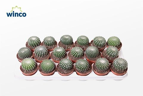 Notocactus uebelmannianus inermis