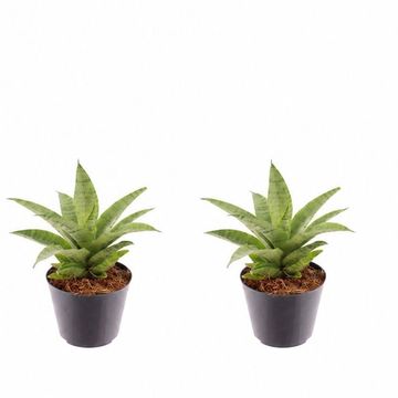 Sansevieria 'Lotus'