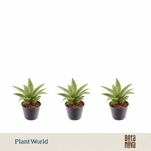 Sansevieria 'Lotus'