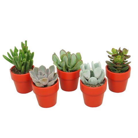 Succulente MIX