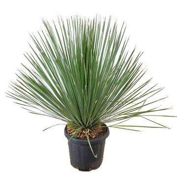 Dasylirion serratifolium