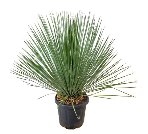Dasylirion serratifolium