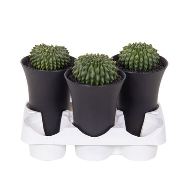 Gymnocalycium SPINELESS WORM