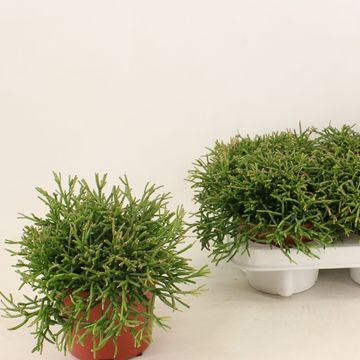 Rhipsalis clavata 'Easy Sweety'