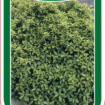 Pittosporum tenuifolium 'Golf Ball'