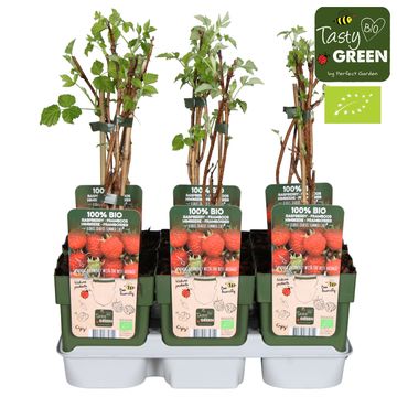 Rubus idaeus 'Summer Chef'