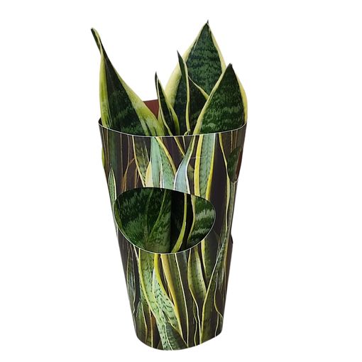 Sansevieria trifasciata