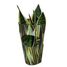 Sansevieria trifasciata