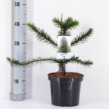 Araucaria araucana