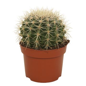 Echinocactus grusonii