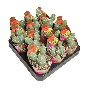 Tephrocactus neuquensis