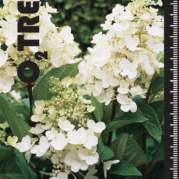 Hydrangea paniculata CANDLELIGHT
