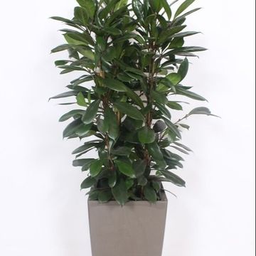 Ficus cyathistipula