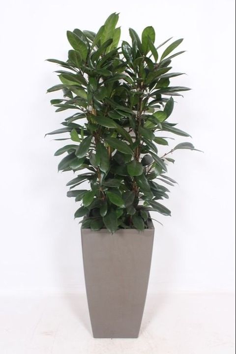 Ficus cyathistipula