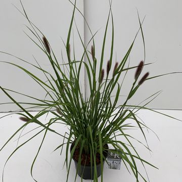Pennisetum massaicum 'Red Bunny Tails'