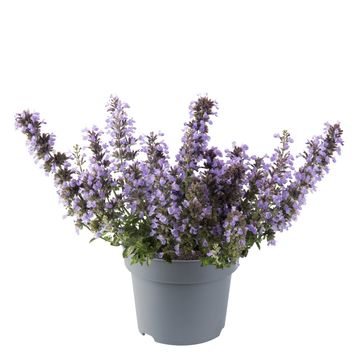 Nepeta 'Cats Pajamas'