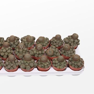 Rebutia heliosa condorensis